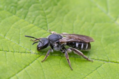 Réf. 297 147 : Lasioglossum sp.